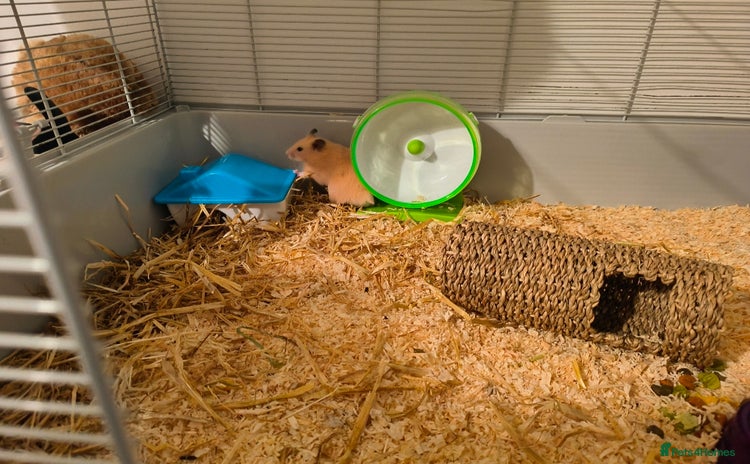 Hamster rodents - Advert 3