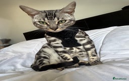 Bengal cats for sale: Silver rosetted Bengal🐆❤️ - Image 2