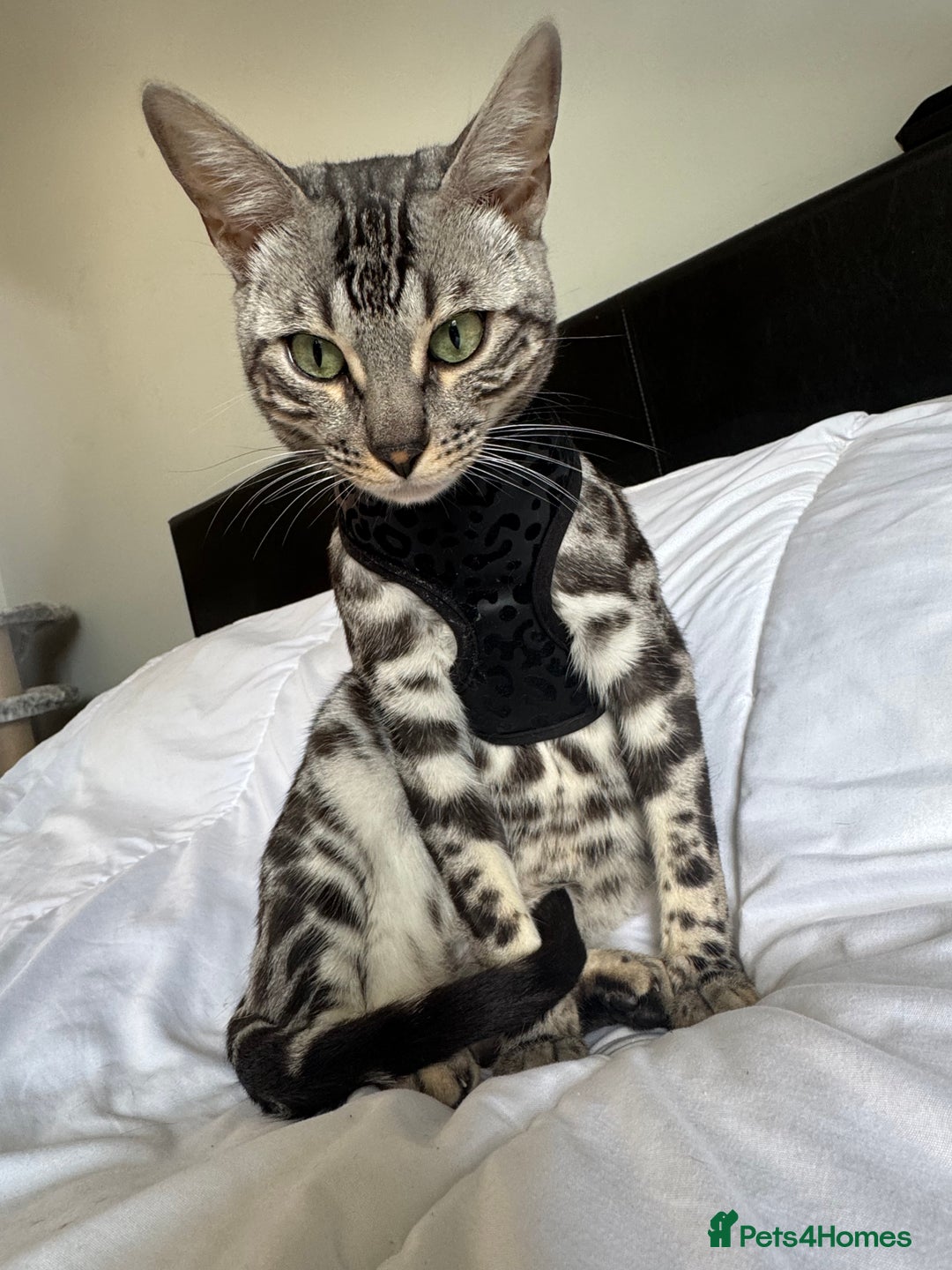Bengal cats for sale: Silver rosetted Bengal🐆❤️ - Image 2