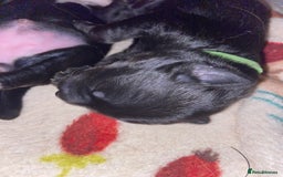 Mixed Breed dogs for sale: Staffy X puppies - Advert 4