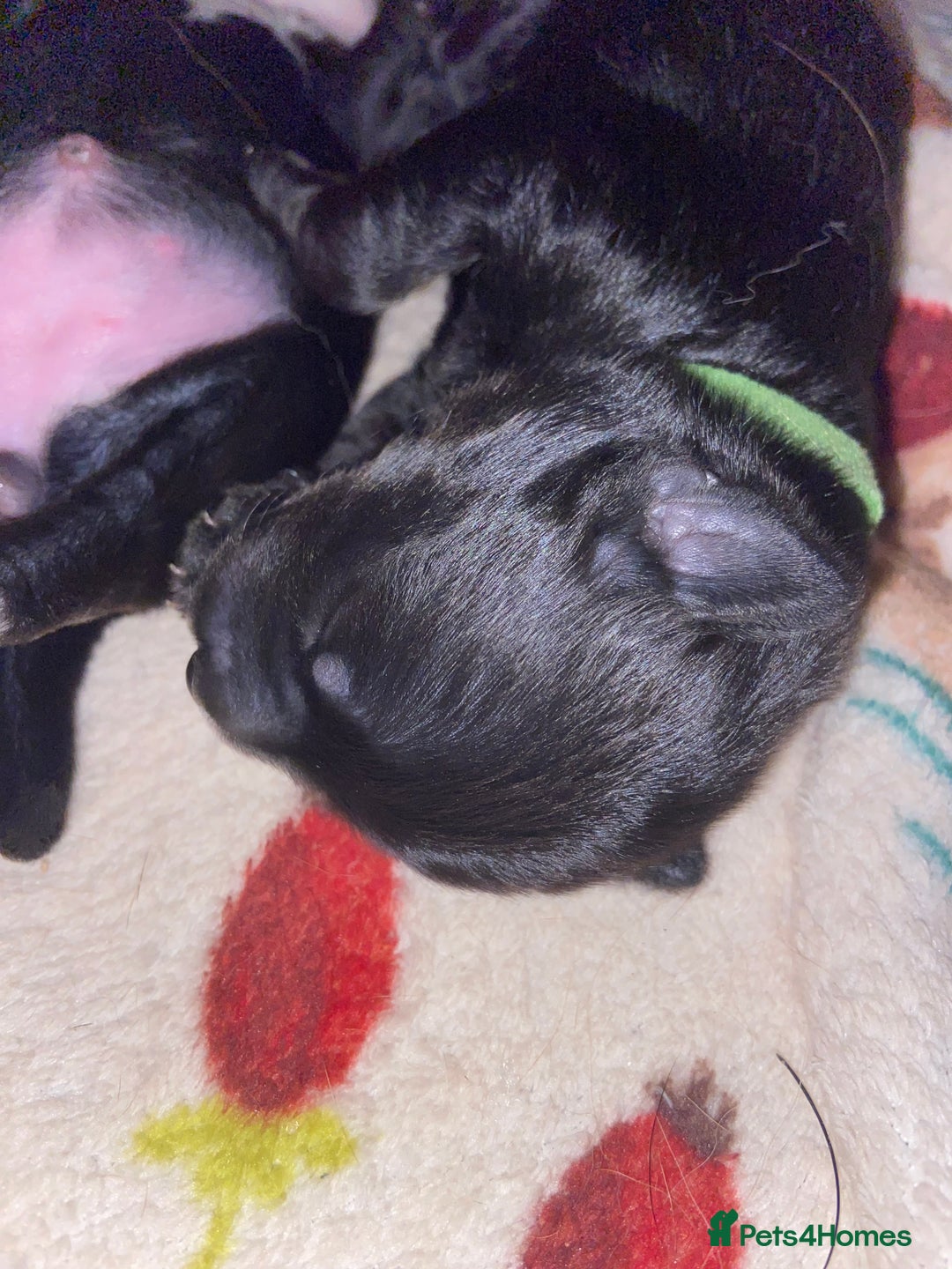 Mixed Breed dogs for sale: Staffy X puppies - Advert 4