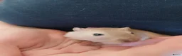 Gerbil rodents for sale: URGENT REHOMING NEEDED , 7 girl gerbils. in London - Advert 4