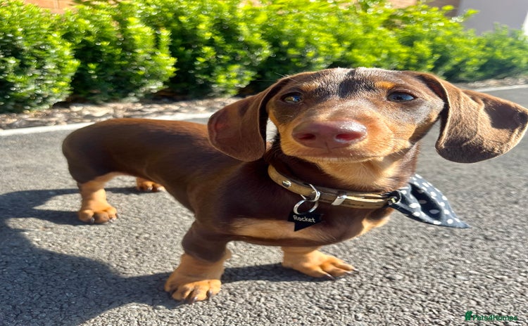 Miniature Dachshund dogs - Advert 15