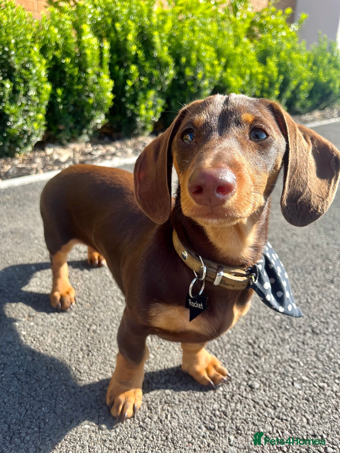 Miniature Dachshund dogs for stud: MINI DACHSHUND STUD - Image 1