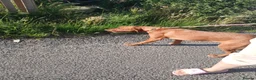 Labrador Retriever dogs for sale: Fox red labrador girls - Advert 8