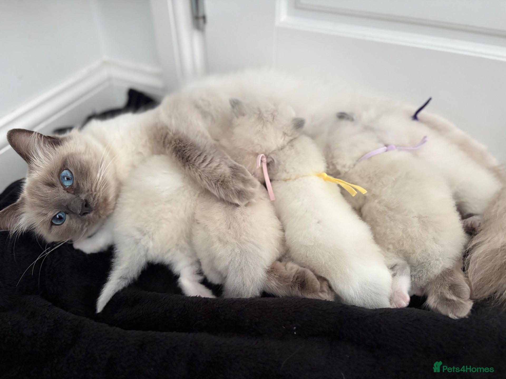 Ragdoll cats Ragdoll kittens  - Advert 1