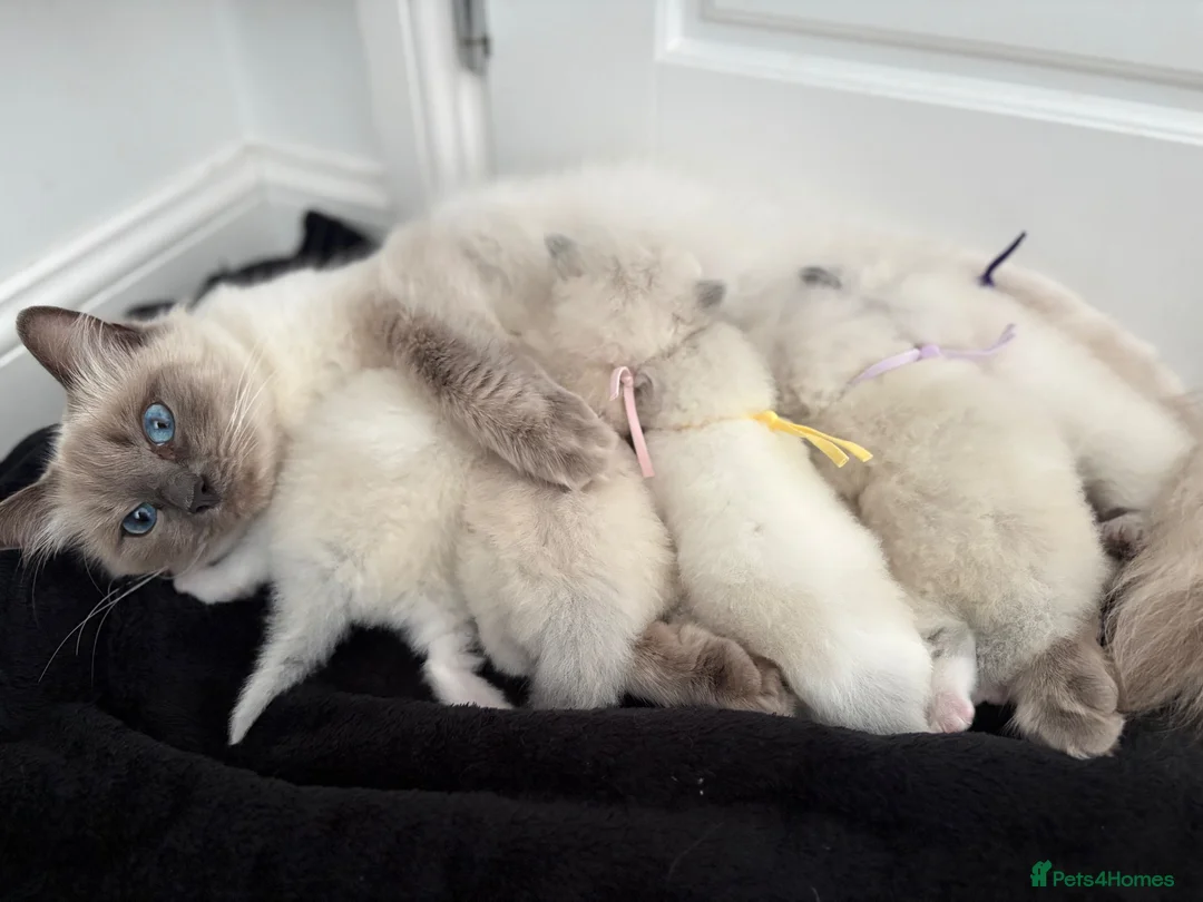 Ragdoll cats for sale: Ragdoll kittens  - Advert 1