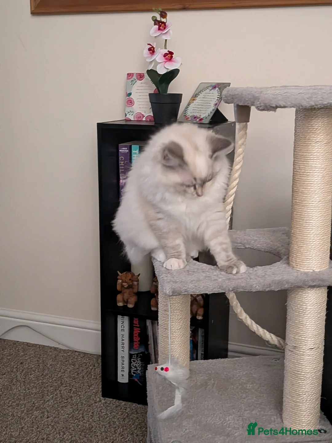 Ragdoll cats for sale: Ragdoll kitten for sale - Advert 3