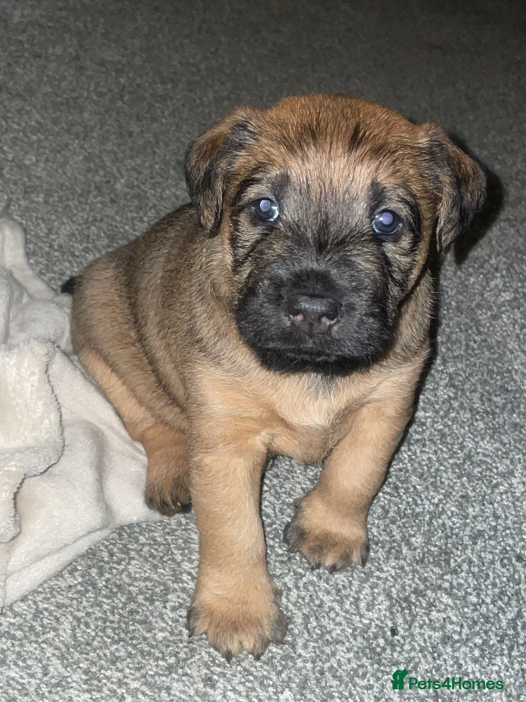 Mixed Breed dogs for sale: Wheaten x Lakeland terriers  - Advert 13