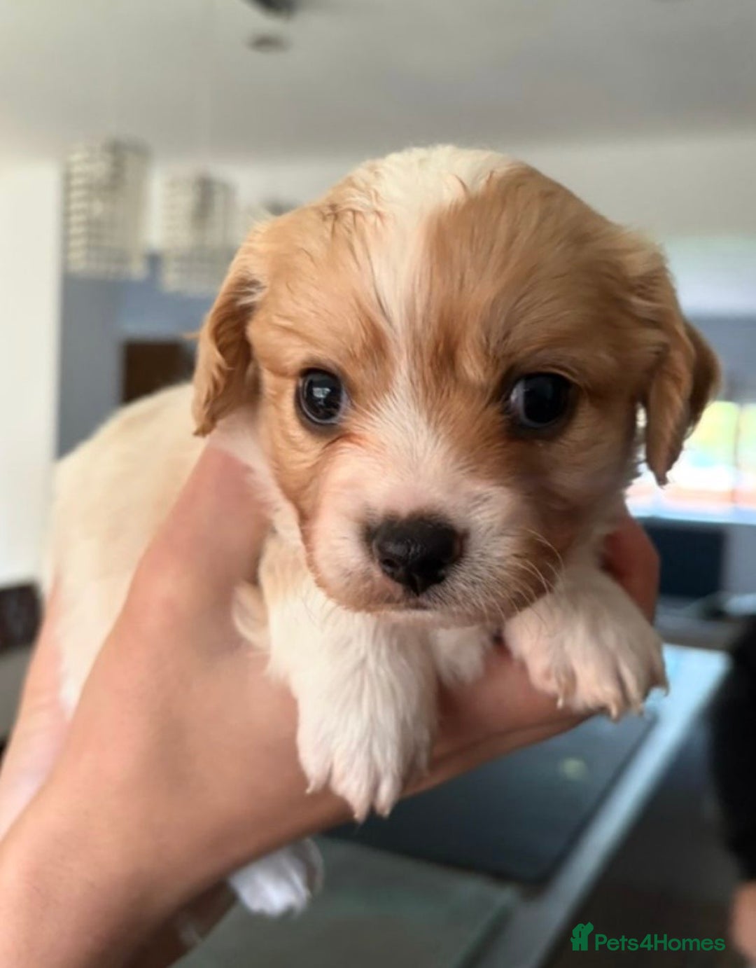 Cavachon dogs for sale: Cavachon f2 - Advert 5