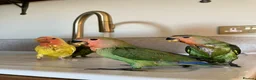Lovebirds birds for sale: Cuddly hand reared lovebirds in London - Advert 8