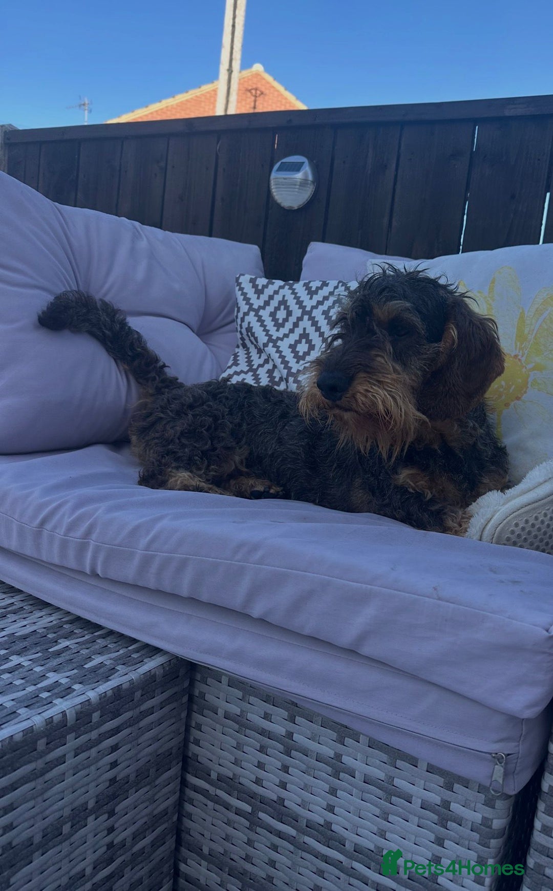 Dachshund dogs for sale: Wire haired dachshund dog - Advert 1