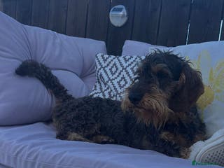 Dachshund dogs Wire haired dachshund dog - Advert 1