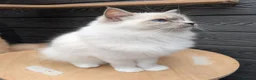 Ragdoll cats for sale: Females ragdoll as a pet or breeding  - Advert 8