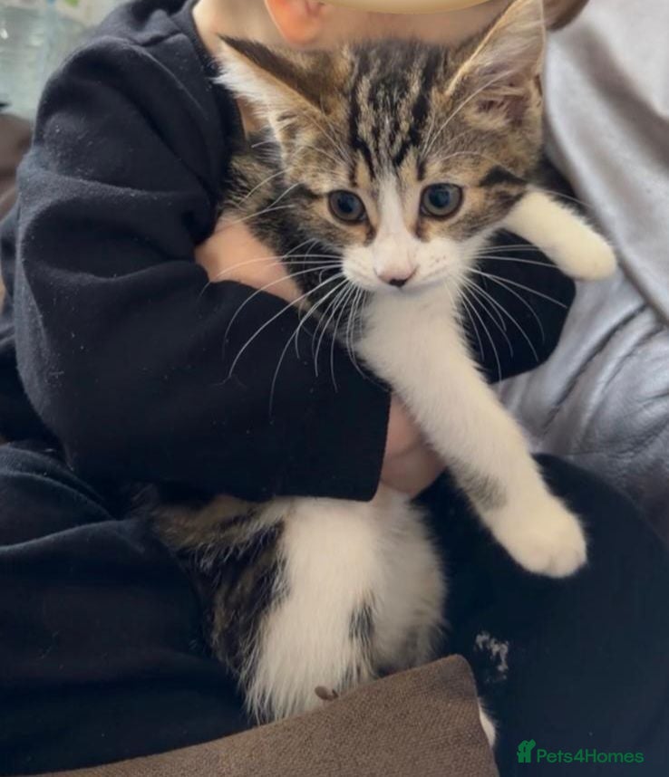 Mixed Breed cats Beautiful Playful & Loving 4Month Old Kitten Lyla - Advert 16