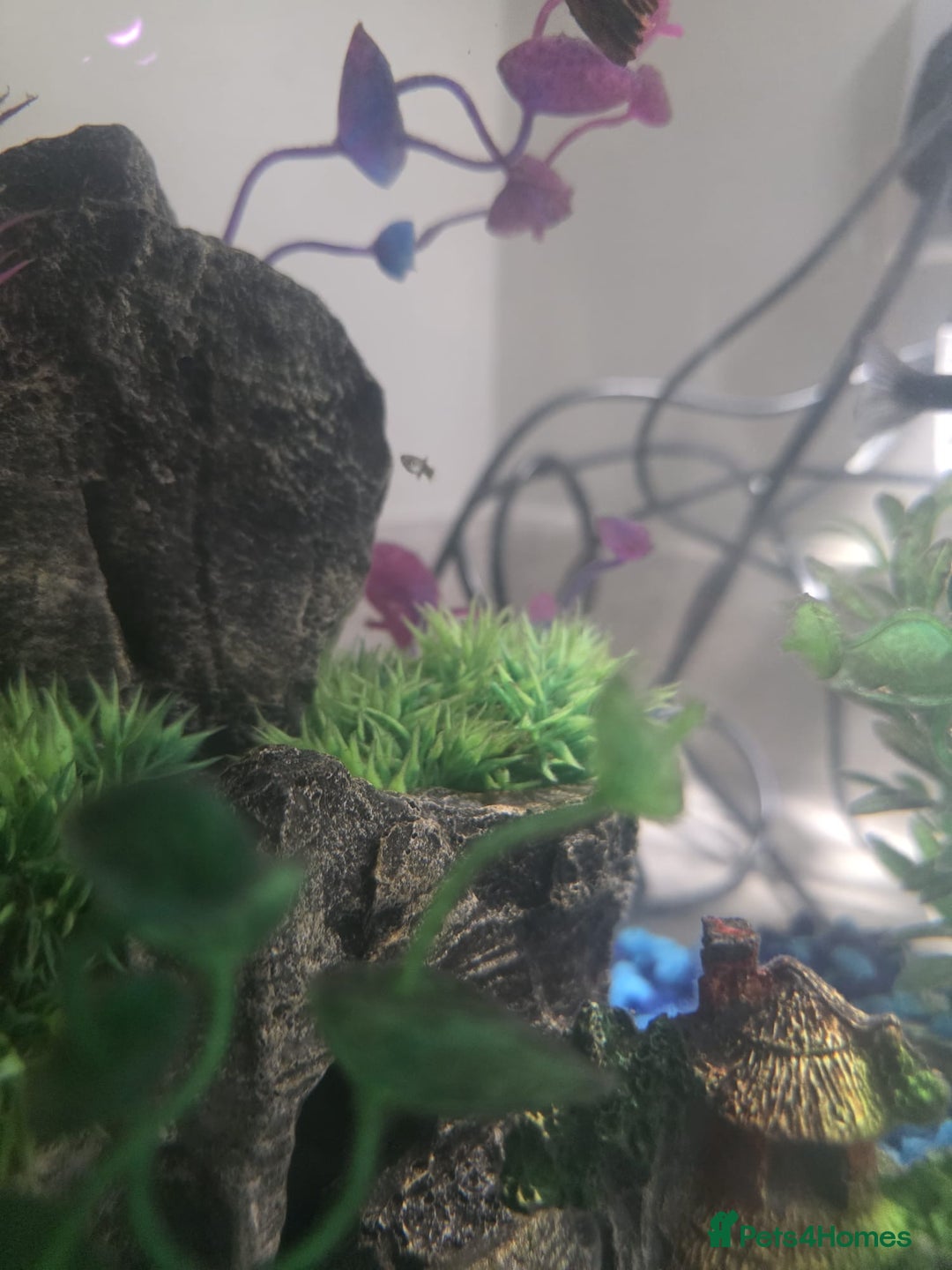 Mollies fish for sale: Christmas guppies for sale - Advert 4