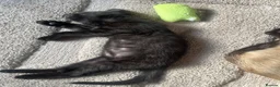 Mixed Breed cats for sale: Siamese cross  - Advert 6