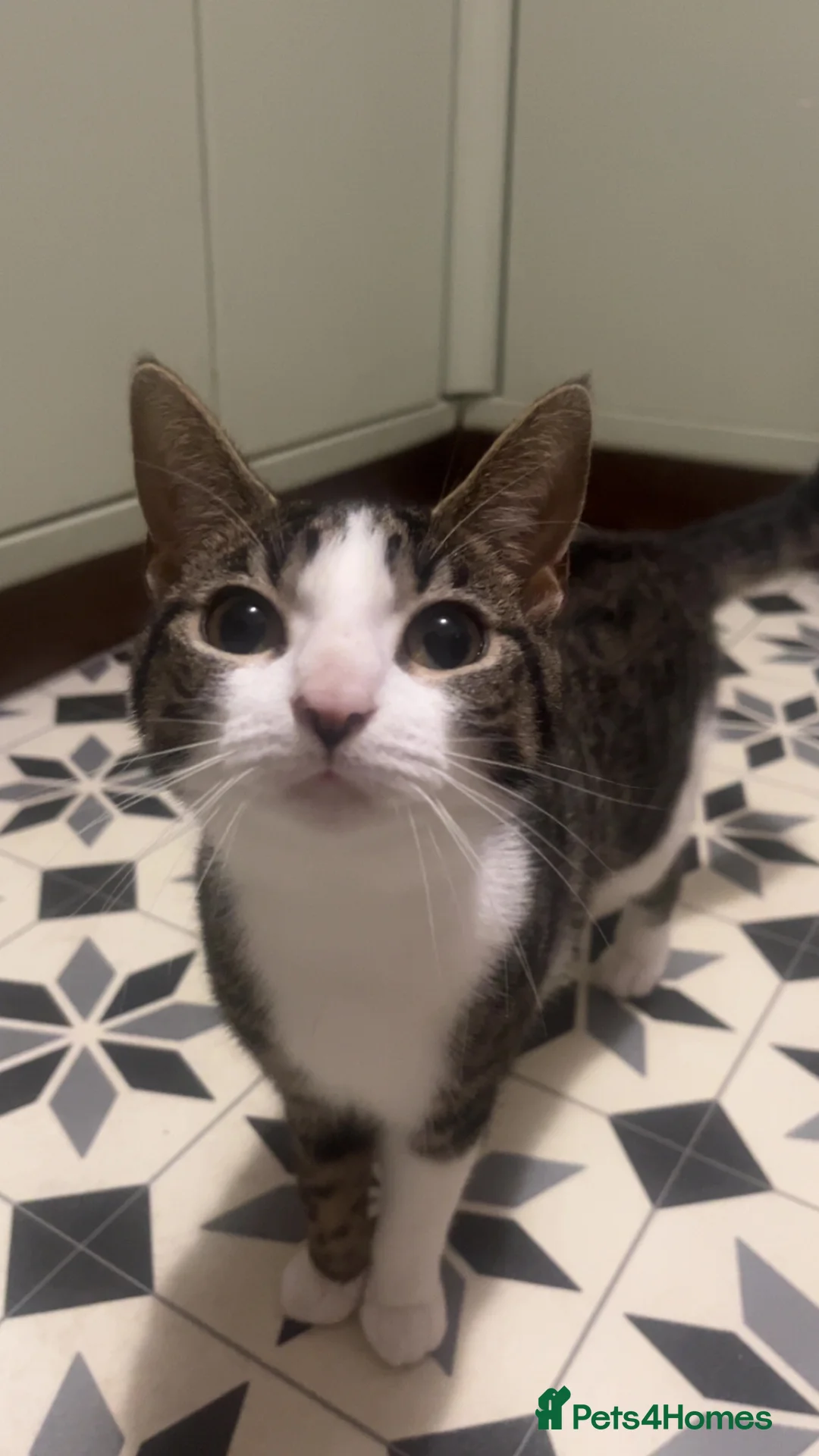 Egyptian Mau cats for sale: 🐱 Egyptian mew tabby cross Maine coon kittens🐱 - Advert 1