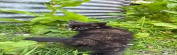 Domestic Shorthair cats for sale: 4 kittens ready to go now  - Advert 8