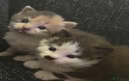 British Longhair cats for sale: 6 beautiful lovable friendly kittens - Image 2