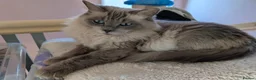 Ragdoll cats for sale: Beautiful ragdoll girl forsale in Lancaster - Advert 3