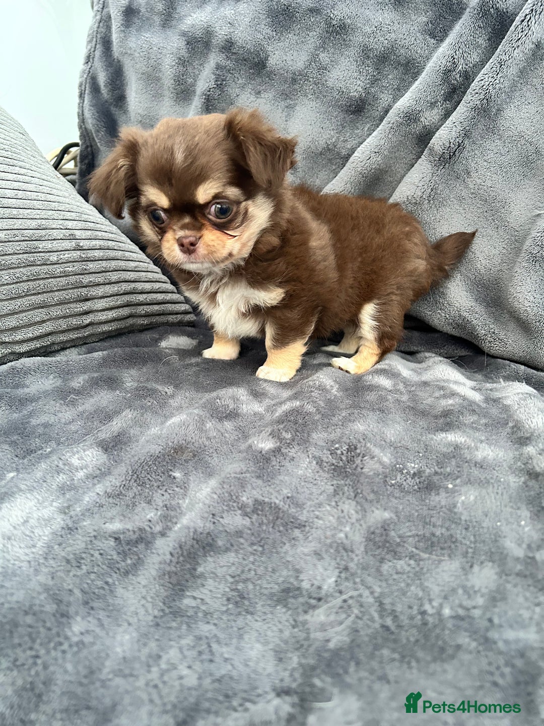 Chihuahua dogs for sale: Kc long haired female - Advert 5