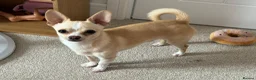 Pomchi dogs for sale: READ ADVERT! Beautiful cream Pomchi boy  - Advert 3