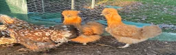 Chickens poultry for sale: Point of lay pekins, and silkies  - Advert 4