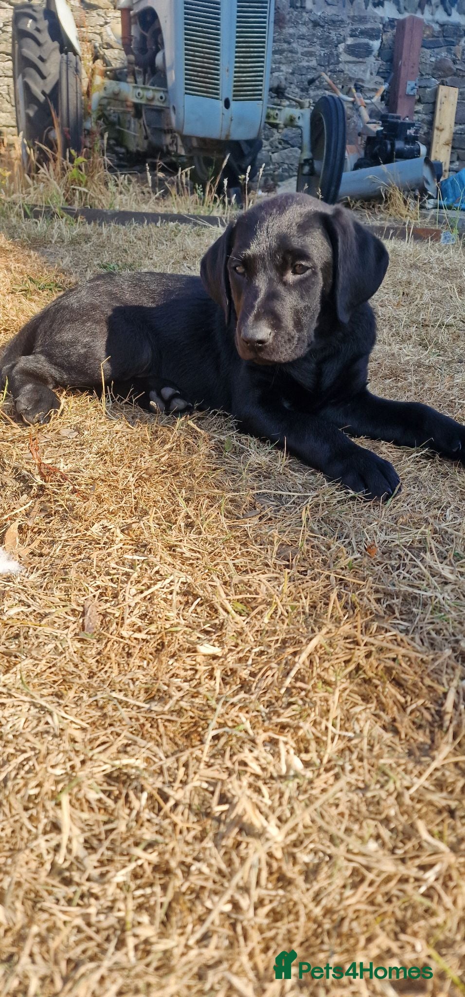 Labrador Retriever dogs KC Reg Pedigree Black Labrador puppy - Advert 2