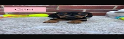 Dachshund dogs for sale: 5 gorgeous miniature dachshund puppy’s🐶 in Cullompton - Advert 8
