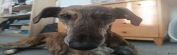 Greyhound dogs for sale: Beautiful Greyhound ready for new chapter - Advert 3