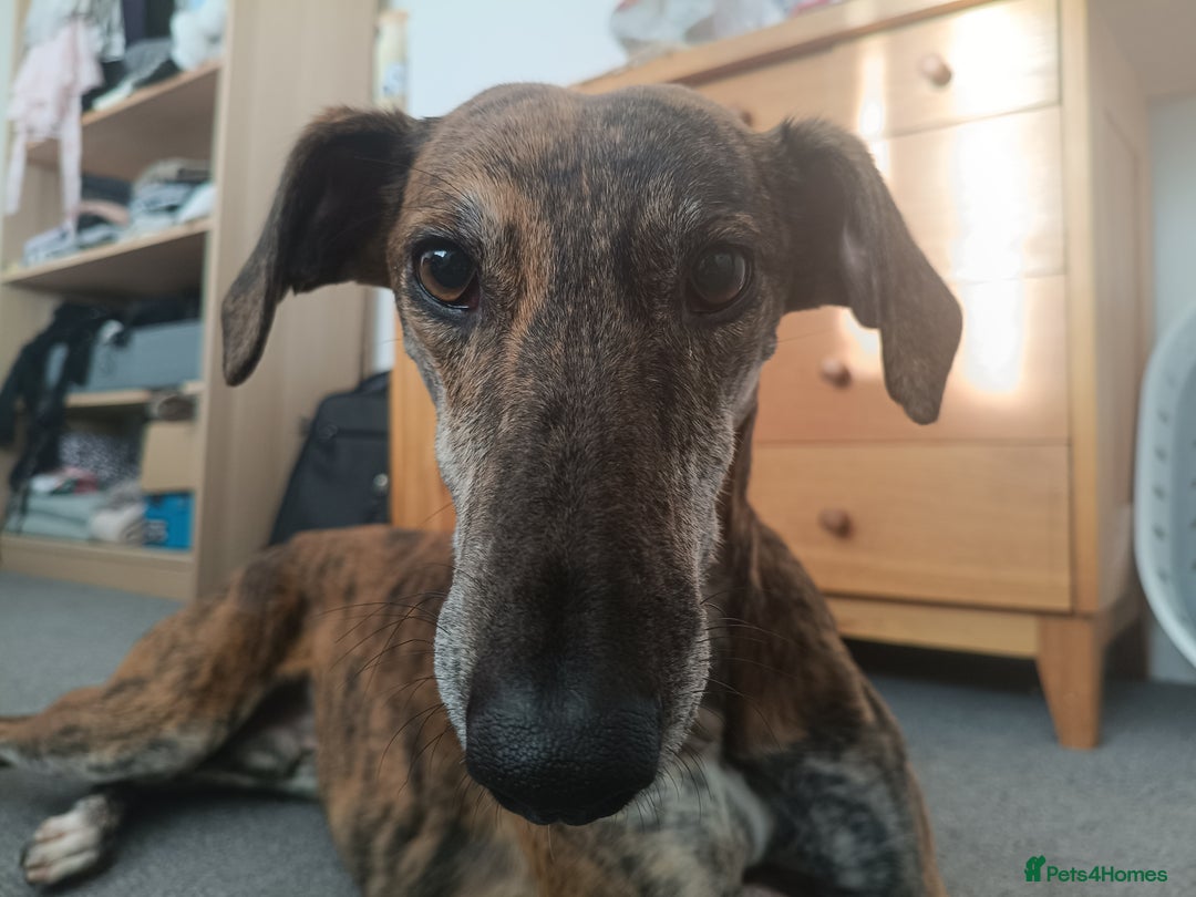Greyhound dogs for sale: Beautiful Greyhound ready for new chapter - Advert 3