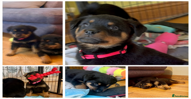 Rottweiler dogs Stunning chunky big boned Rottweiler puppies - Advert 11