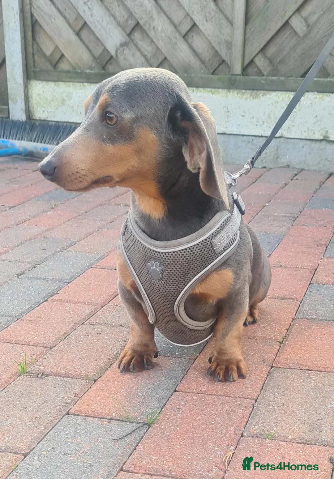Miniature Dachshund dogs for stud: Blue and Tan miniature Dachshund  - Advert 2
