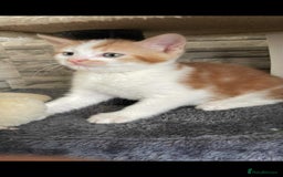 Mixed Breed cats for sale: Gorgeous kittens  - Image 2