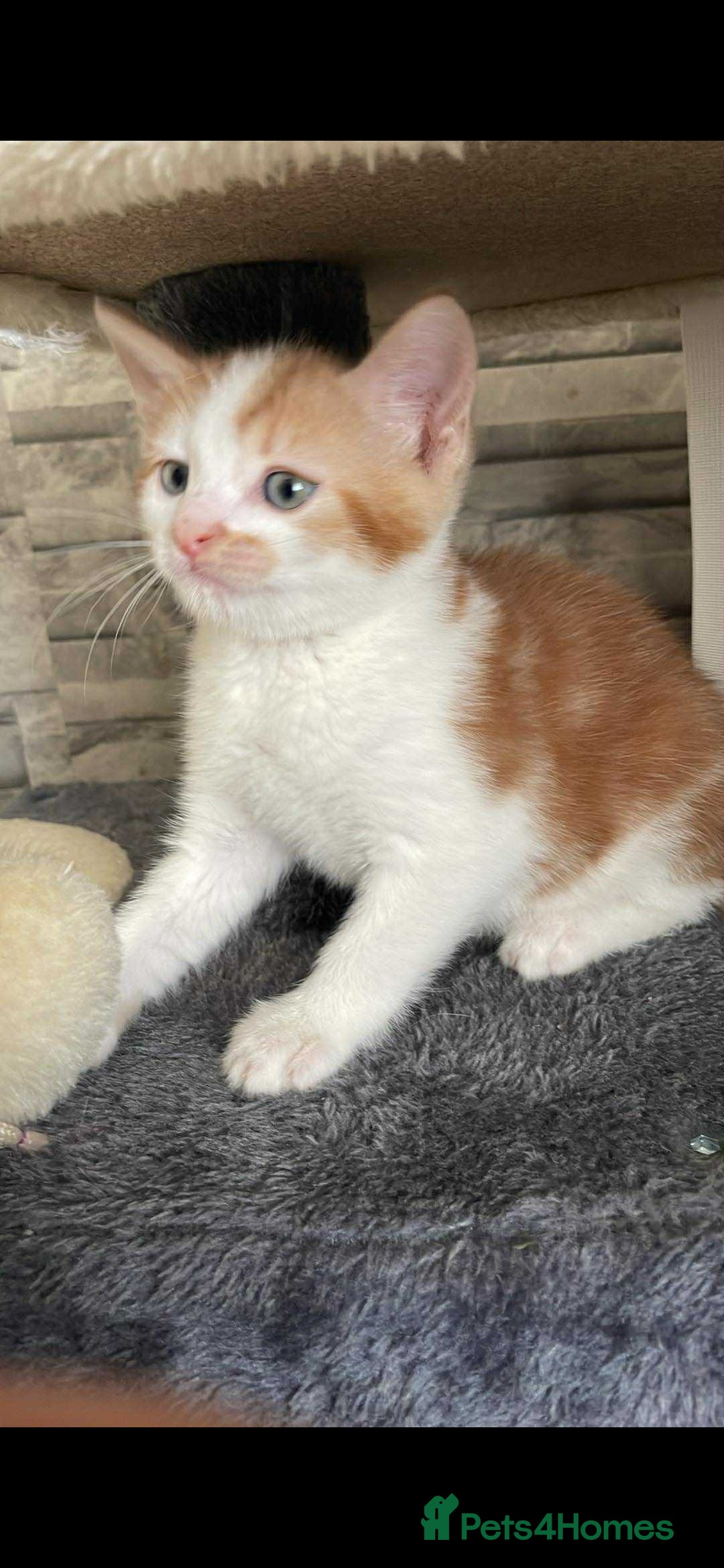 Mixed Breed cats for sale: Gorgeous kittens  - Image 2