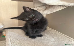 Mixed Breed cats for sale: Kittens ready to leave now - Advert 5