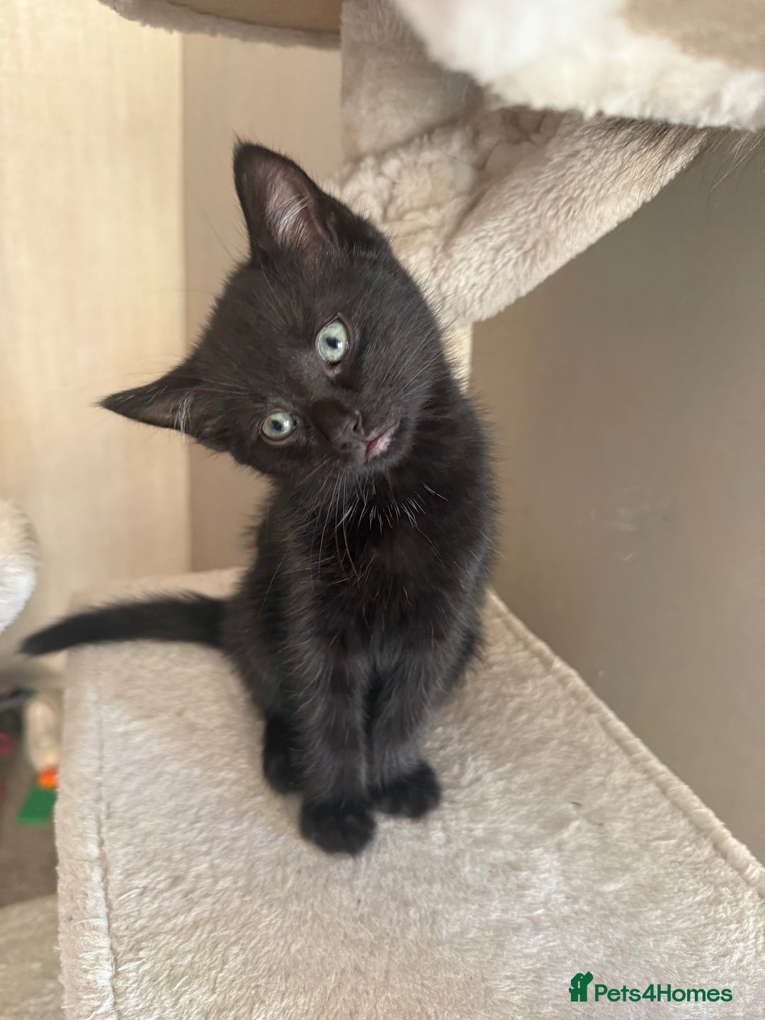 Mixed Breed cats for sale: Kittens ready to leave now - Advert 5