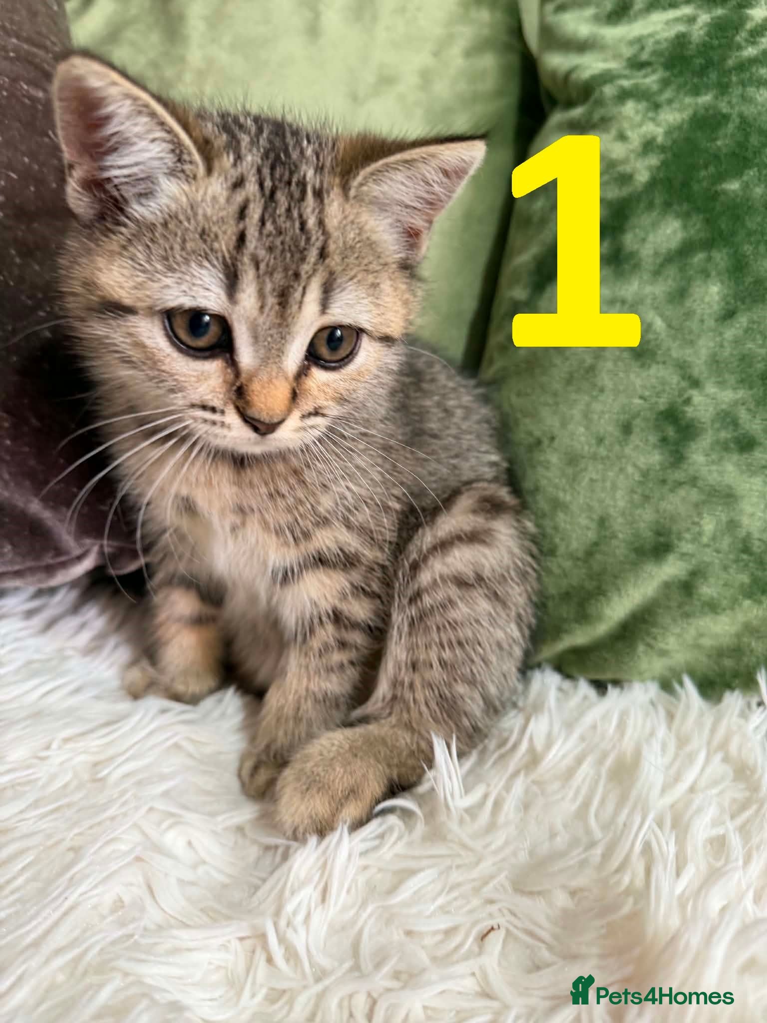 Scottish Fold cats 5 Scottish fold/straight kittens  - Advert 2