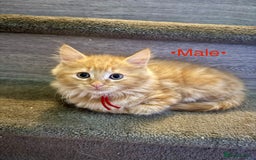 Mixed Breed cats for sale: Beautiful kittens for sale ~ 4 ginger, 1 tortie - Image 3