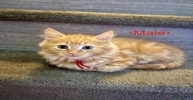Mixed Breed cats - Advert 5