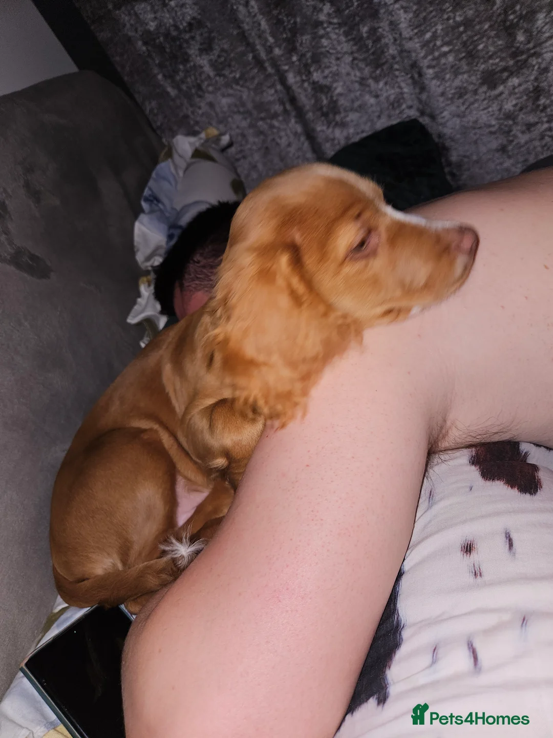 Cocker Spaniel dogs for sale: Purebred Cocker Spaniel - Advert 5