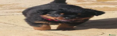 Rottweiler Puppy 3