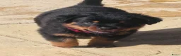Rottweiler dogs for sale: ELITE KC REGISTERED GERMAN ROTTWEILER PUPPIES  - Advert 34
