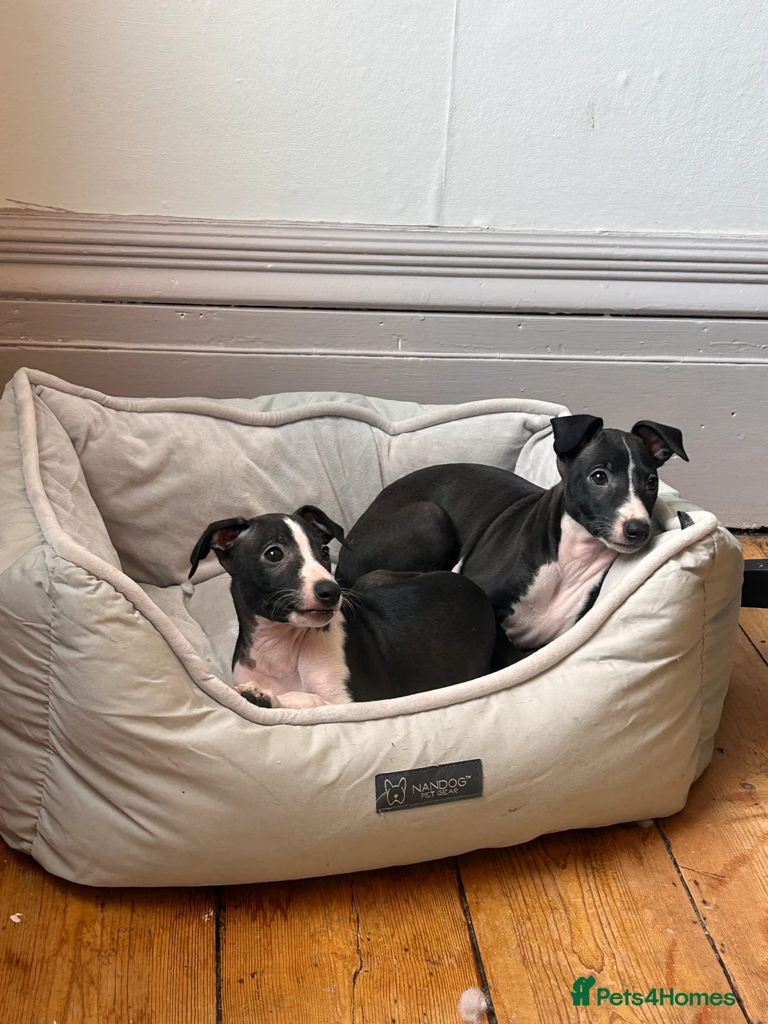 Italian Greyhound dogs for sale: 2 beautiful boy Iggys looking for their new home - Advert 13