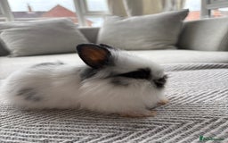 Mini Lion Lop rabbits for sale: Cuteness overload!! Mini lion head bunnies  - Image 2