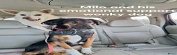Mixed Breed dogs for adoption: Milo - Sensitive, Sweet & Finding His Confidence in Camberley - Advert 3