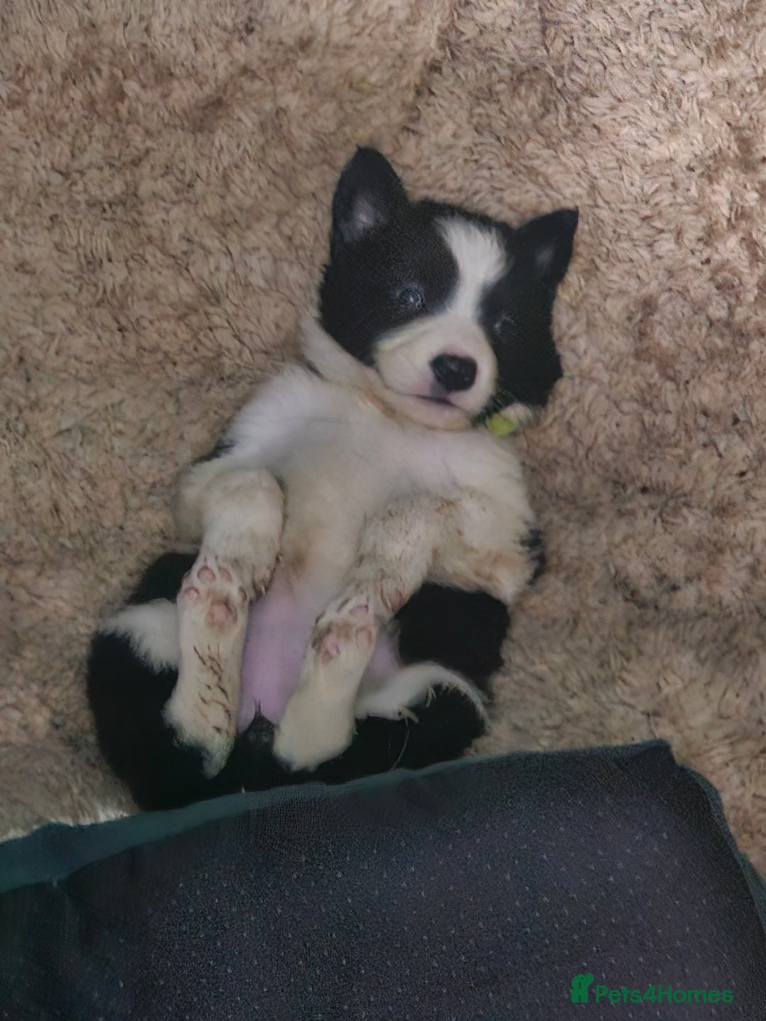 Border Collie dogs for sale: Ready NOW - One Border Collie Pup Left - Advert 30