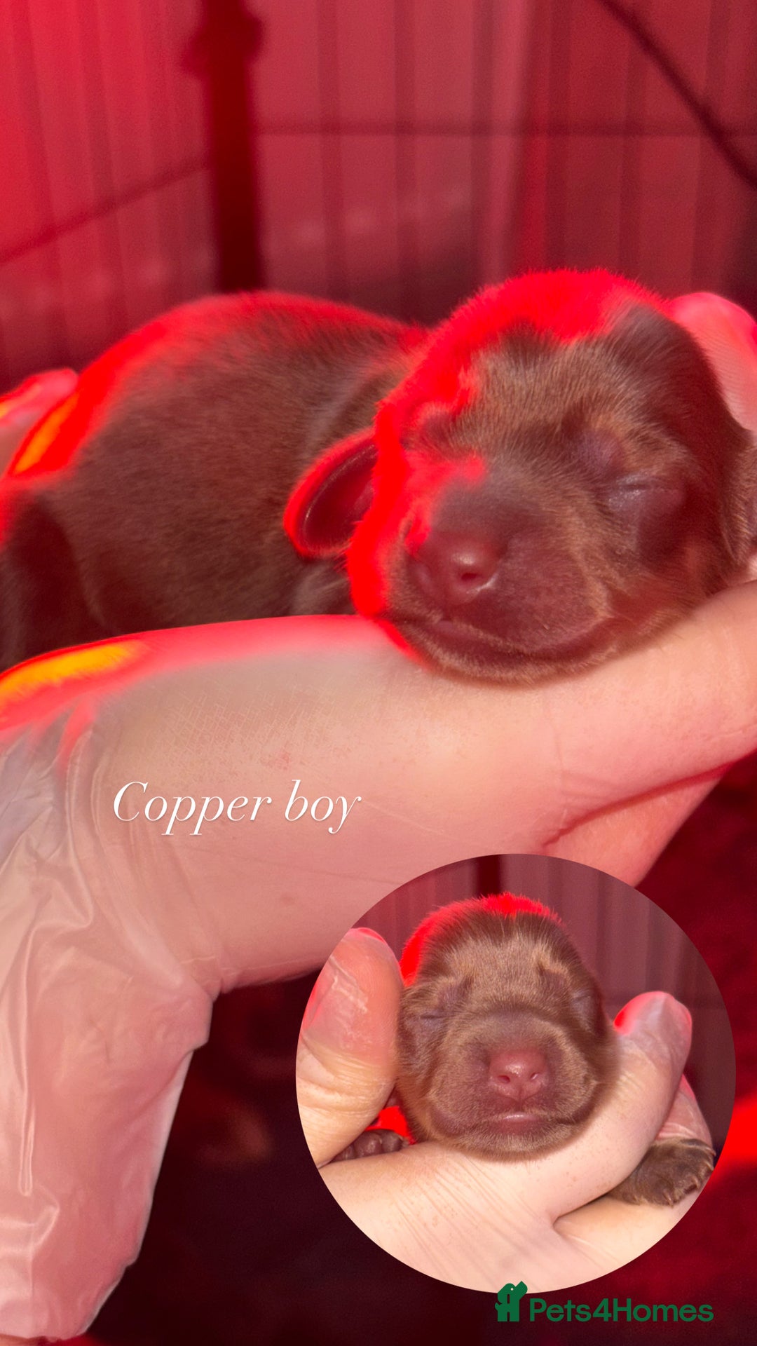 Miniature Dachshund dogs for sale: Long haired mini daschunds  - Advert 6