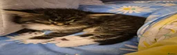 Mixed Breed cats for sale: Main Coon Mix - Advert 24